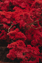 中山 健一 / 妖花