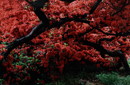 中山健一 つつじ