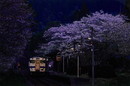 富山隆志/TomiyamaTakashi 薄明桜