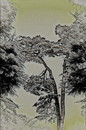 山内茂 しだれ美人